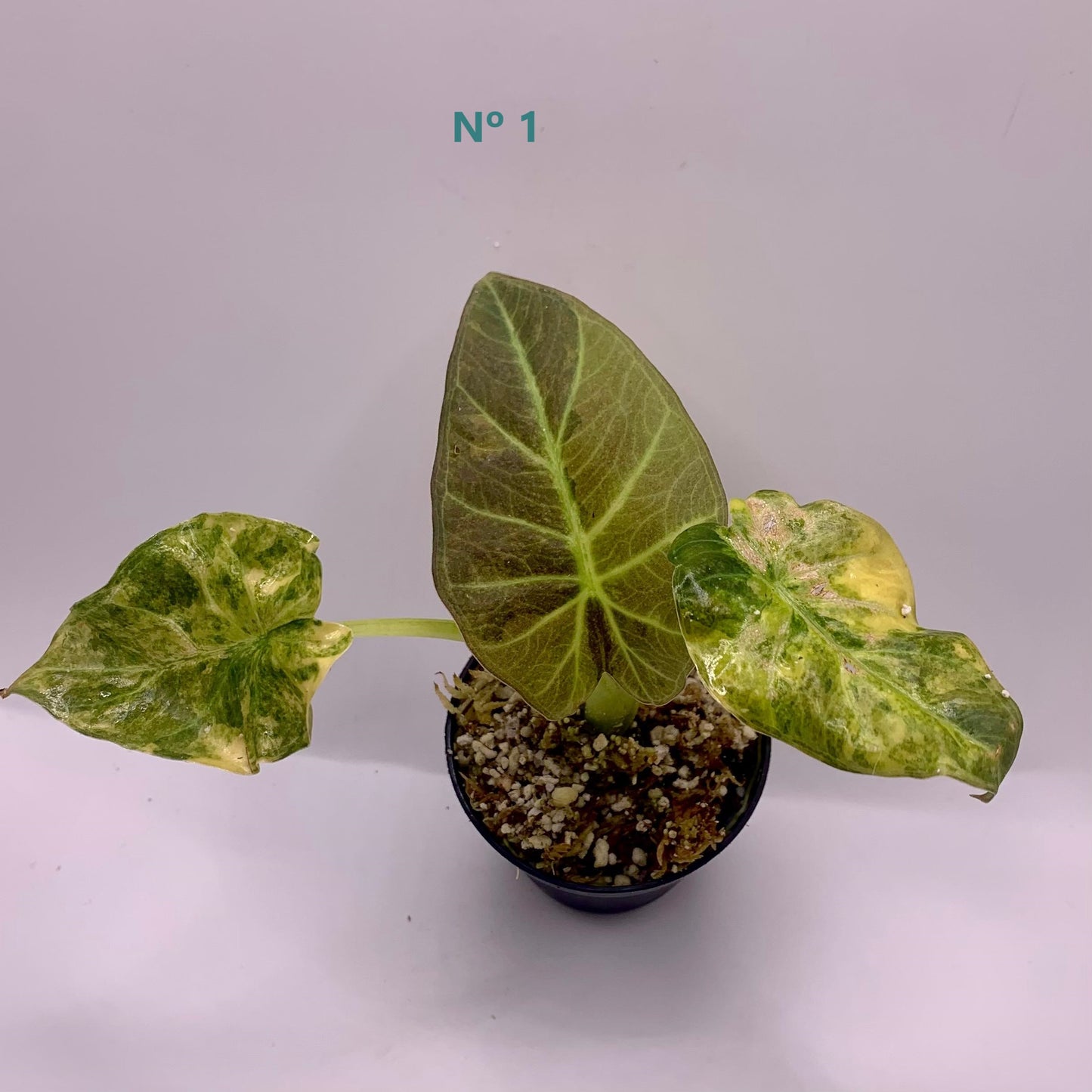 Alocasia Regal Shield Aurea Variegata