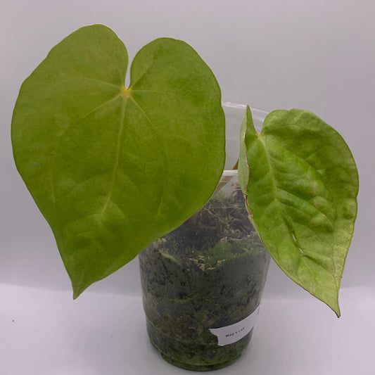 Anthurium Magnificum x Luxurians