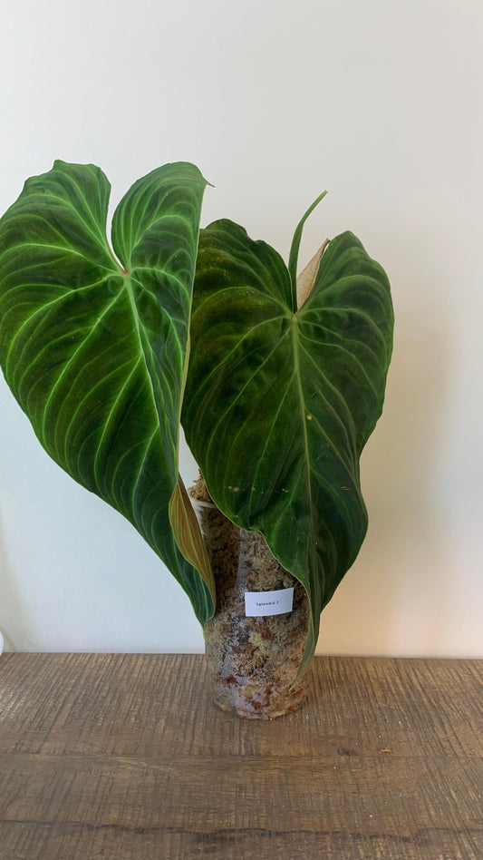 Philodendron Splendid