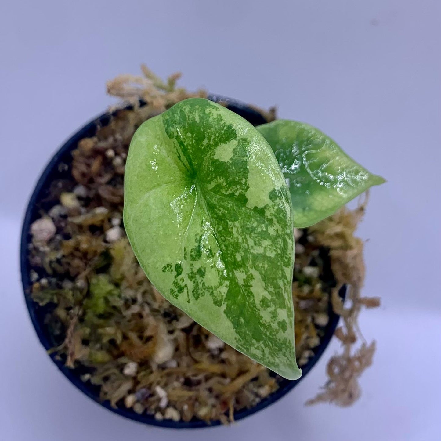 Alocasia Sinuata Variegata