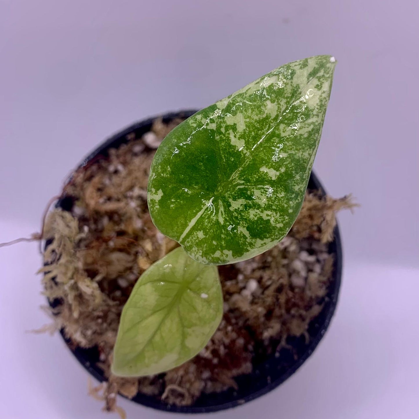 Alocasia Sinuata Variegata