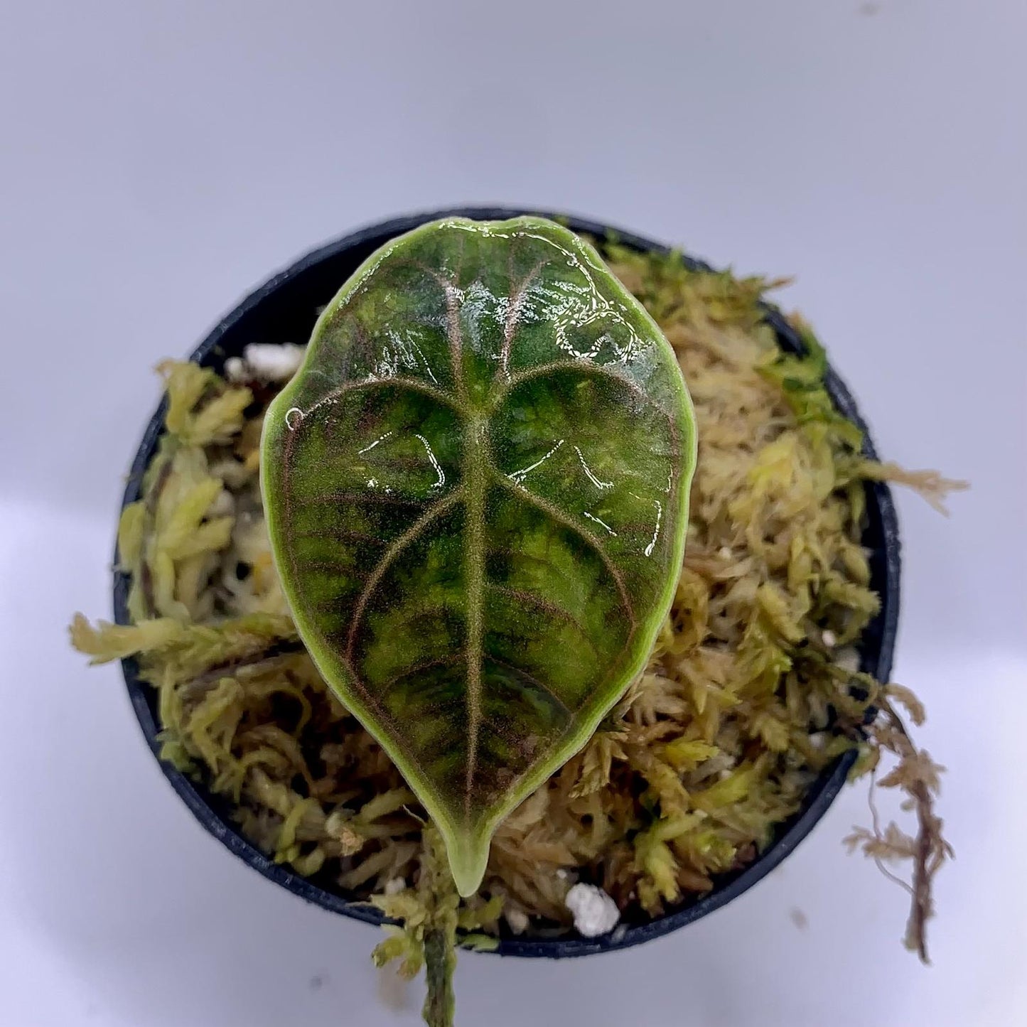 Alocasia Azlanii Aurea Variegata