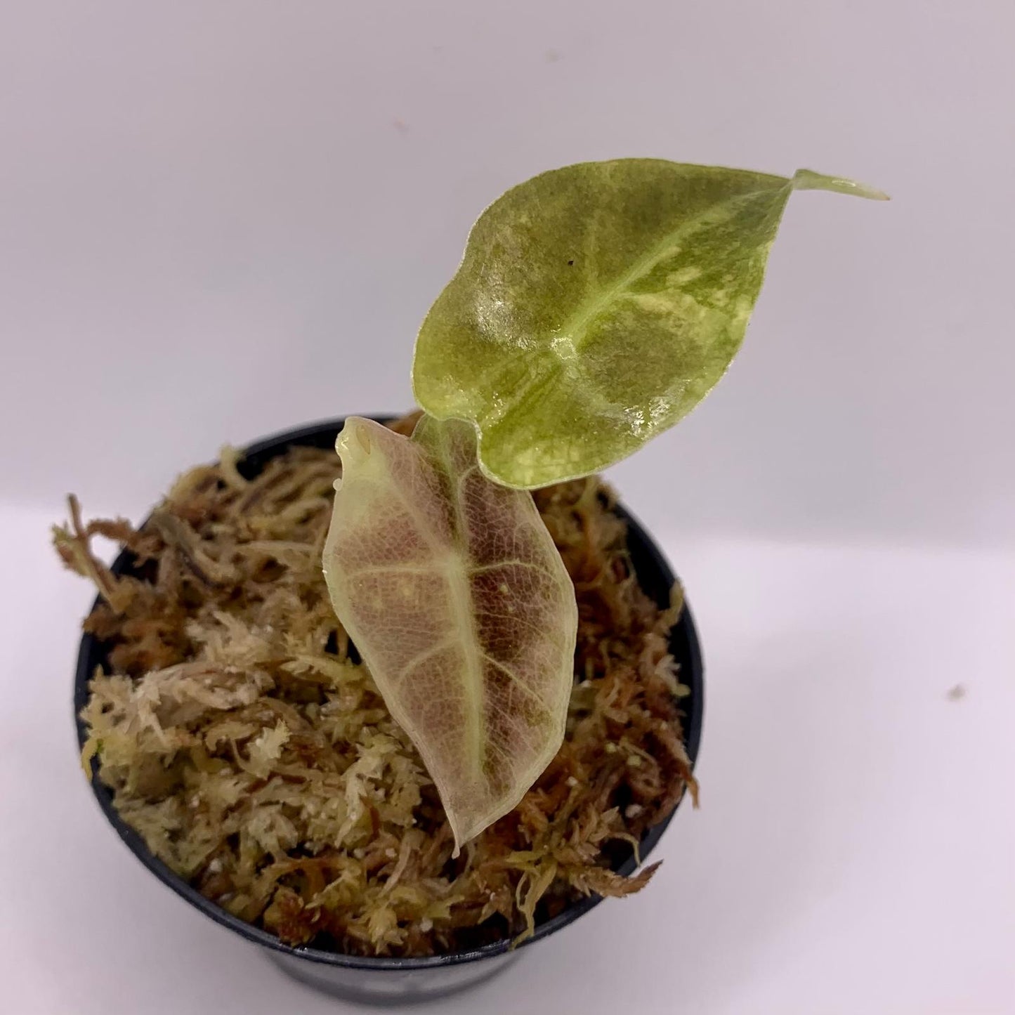 Alocasia Sanderiana Tricolor Variegata