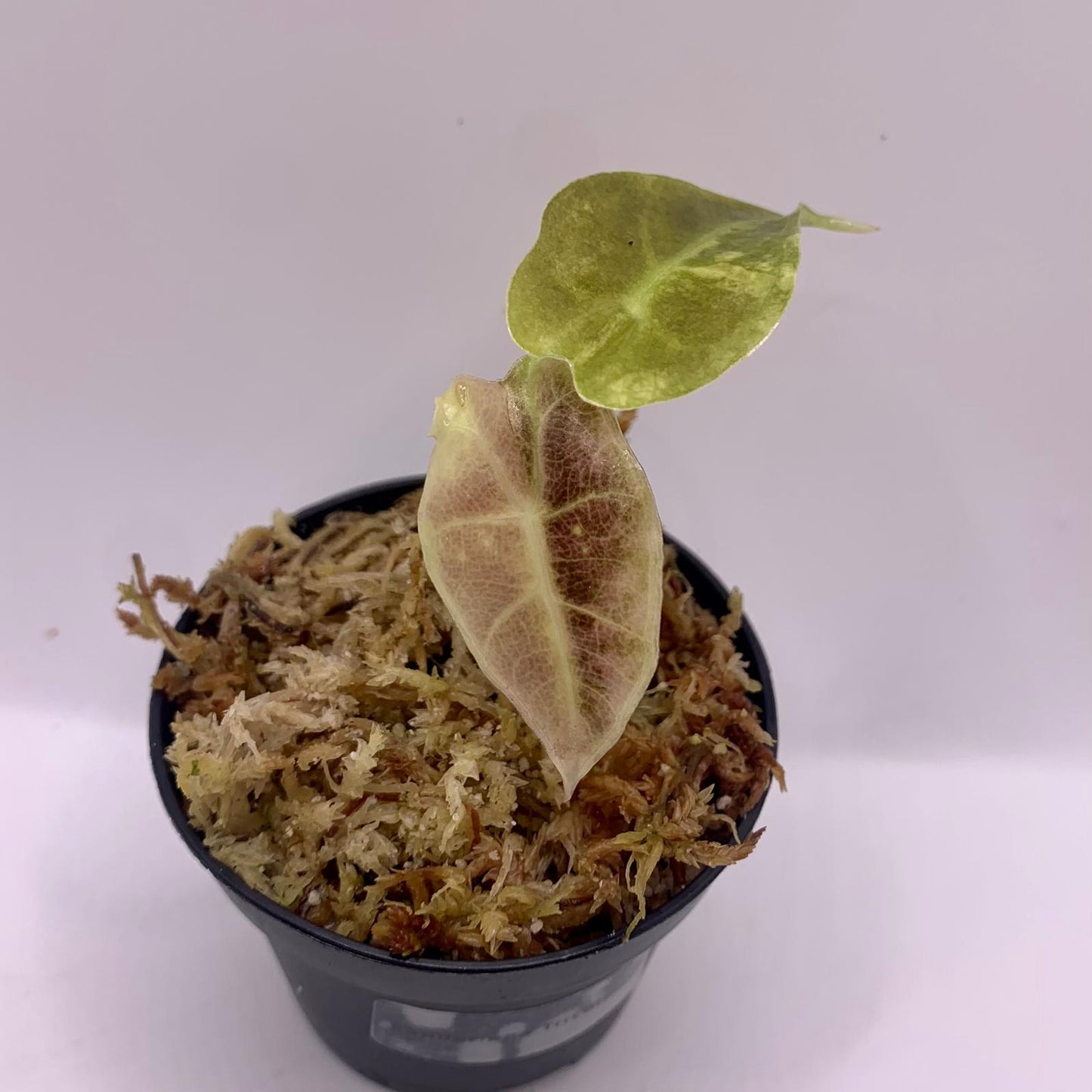 Alocasia Sanderiana Tricolor Variegata