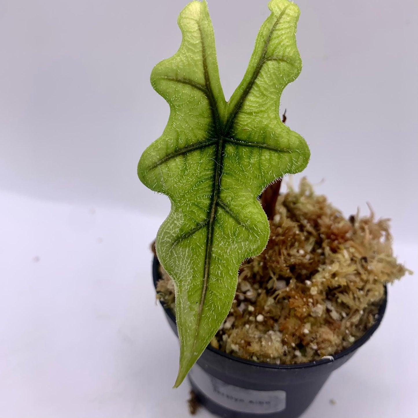 Alocasia Jacklyn Albo Variegata