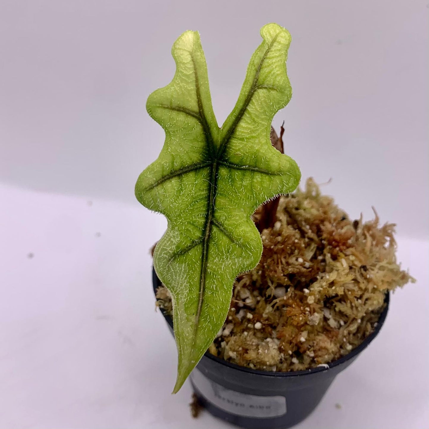 Alocasia Jacklyn Albo Variegata