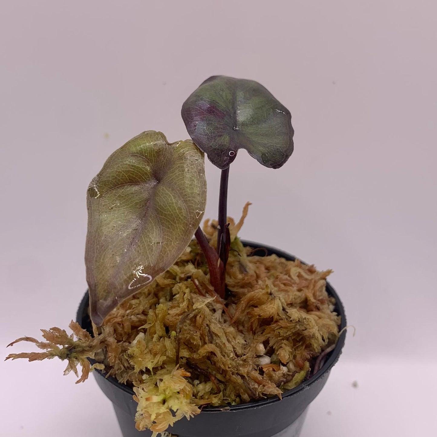 Alocasia Serendipity Variegata