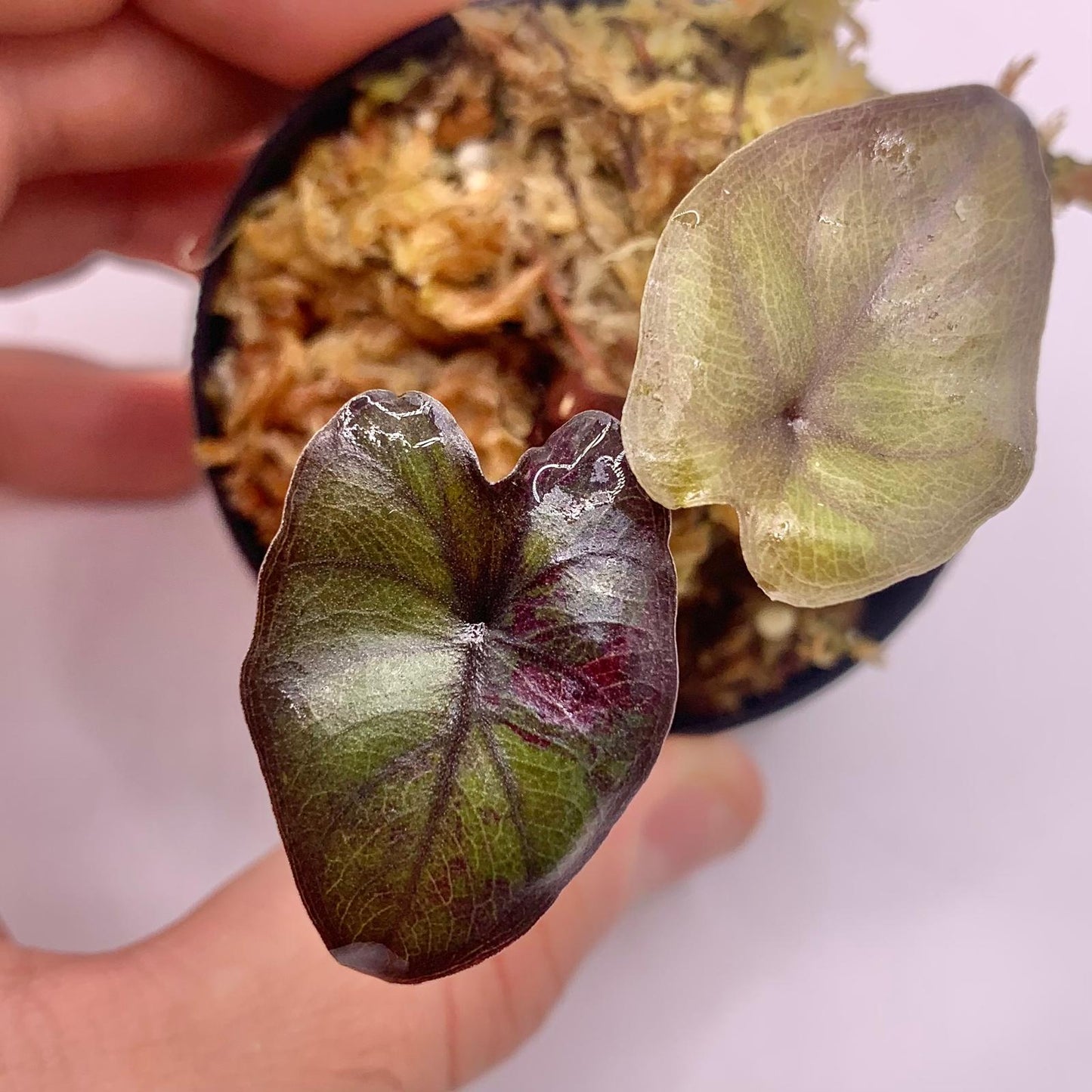 Alocasia Serendipity Variegata