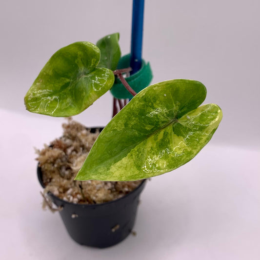 Alocasia Black Stem Aurea Variegata