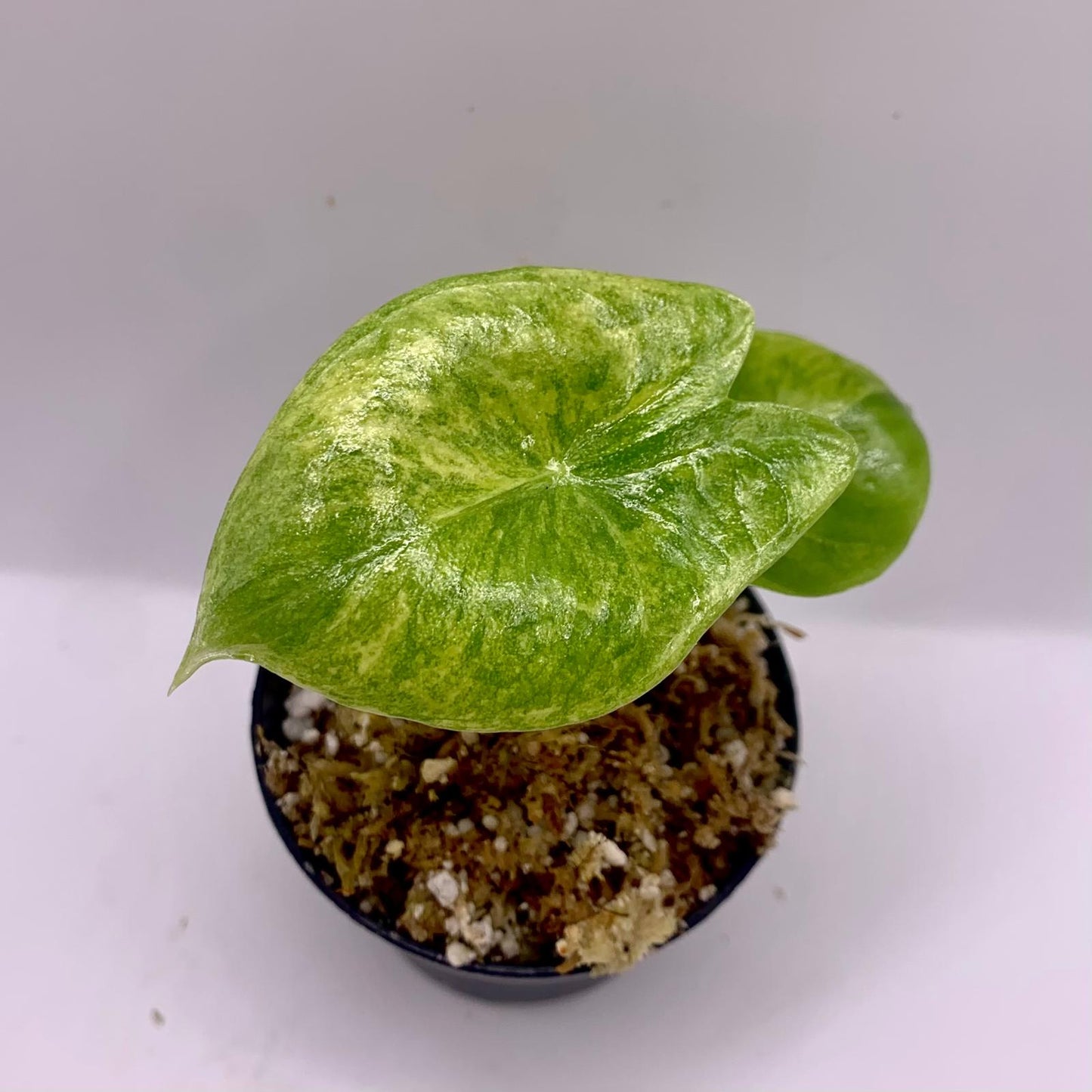 Alocasia Pink Dragon Aurea Variegata