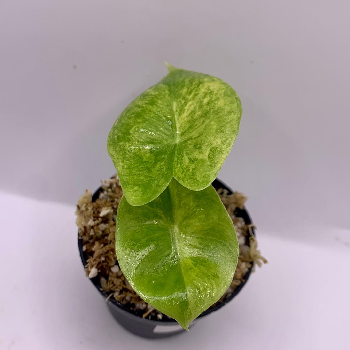 Alocasia Pink Dragon Aurea Variegata