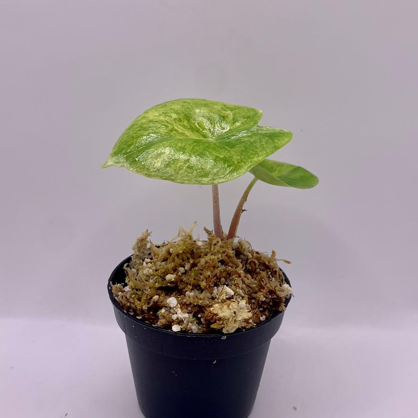 Alocasia Pink Dragon Aurea Variegata