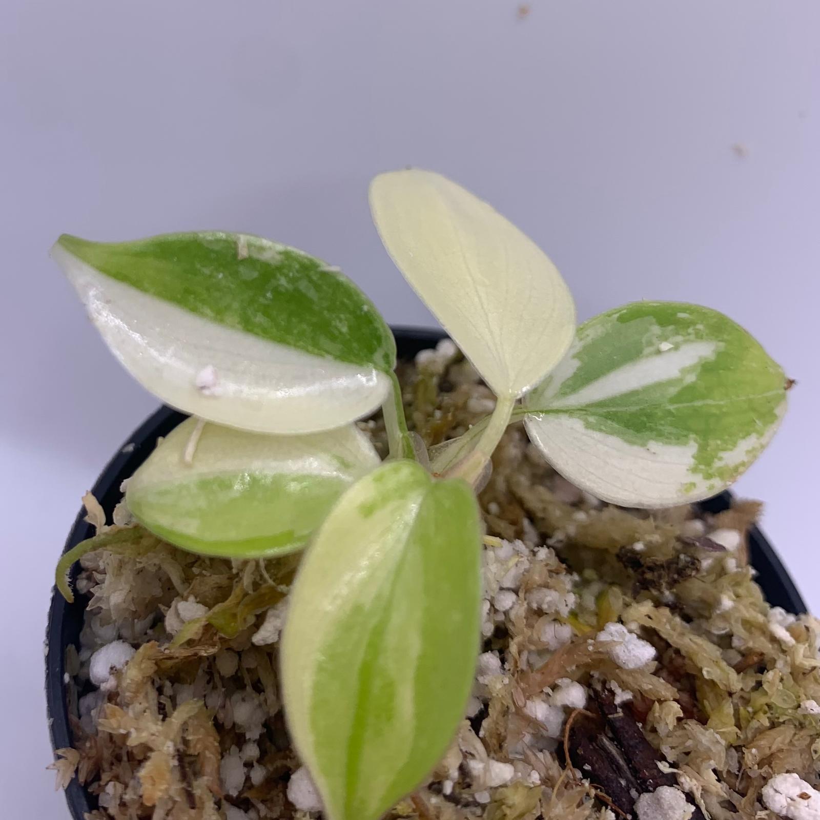 philodendron albo variegata Philodendron Florida Beauty Albo Variegata – Luna's Plants