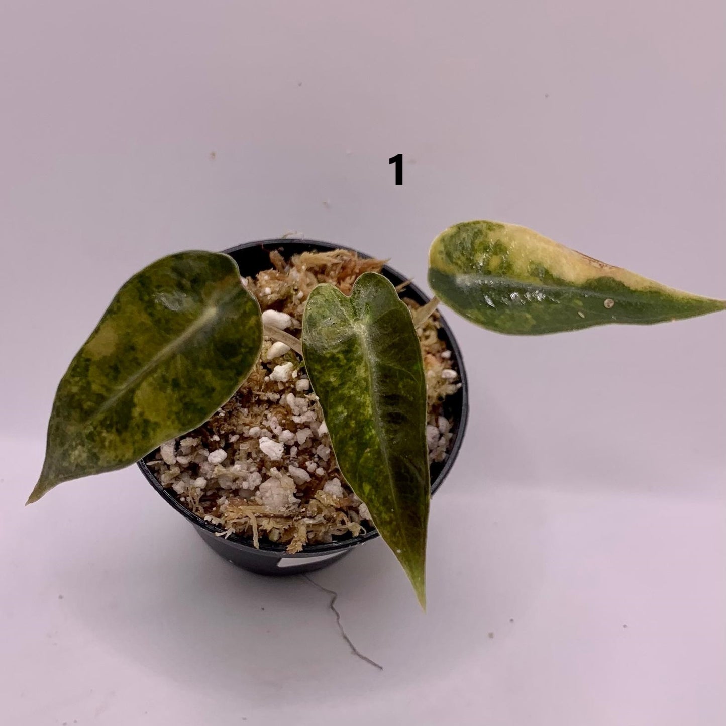 Alocasia Bambino Aurea Variegata