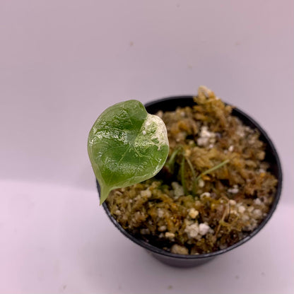 Alocasia Dragon Scale Mint Variegata