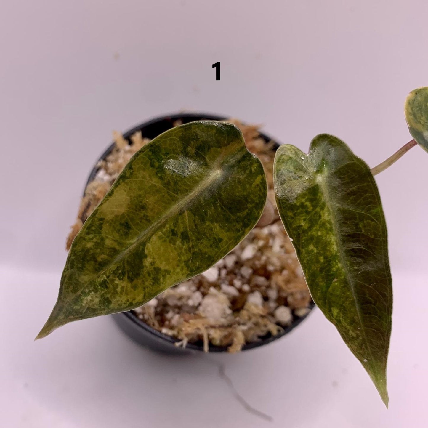 Alocasia Bambino Aurea Variegata