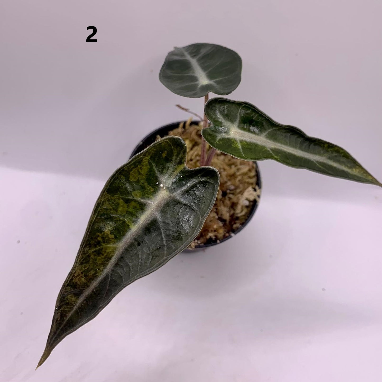 Alocasia Bambino Aurea Variegata