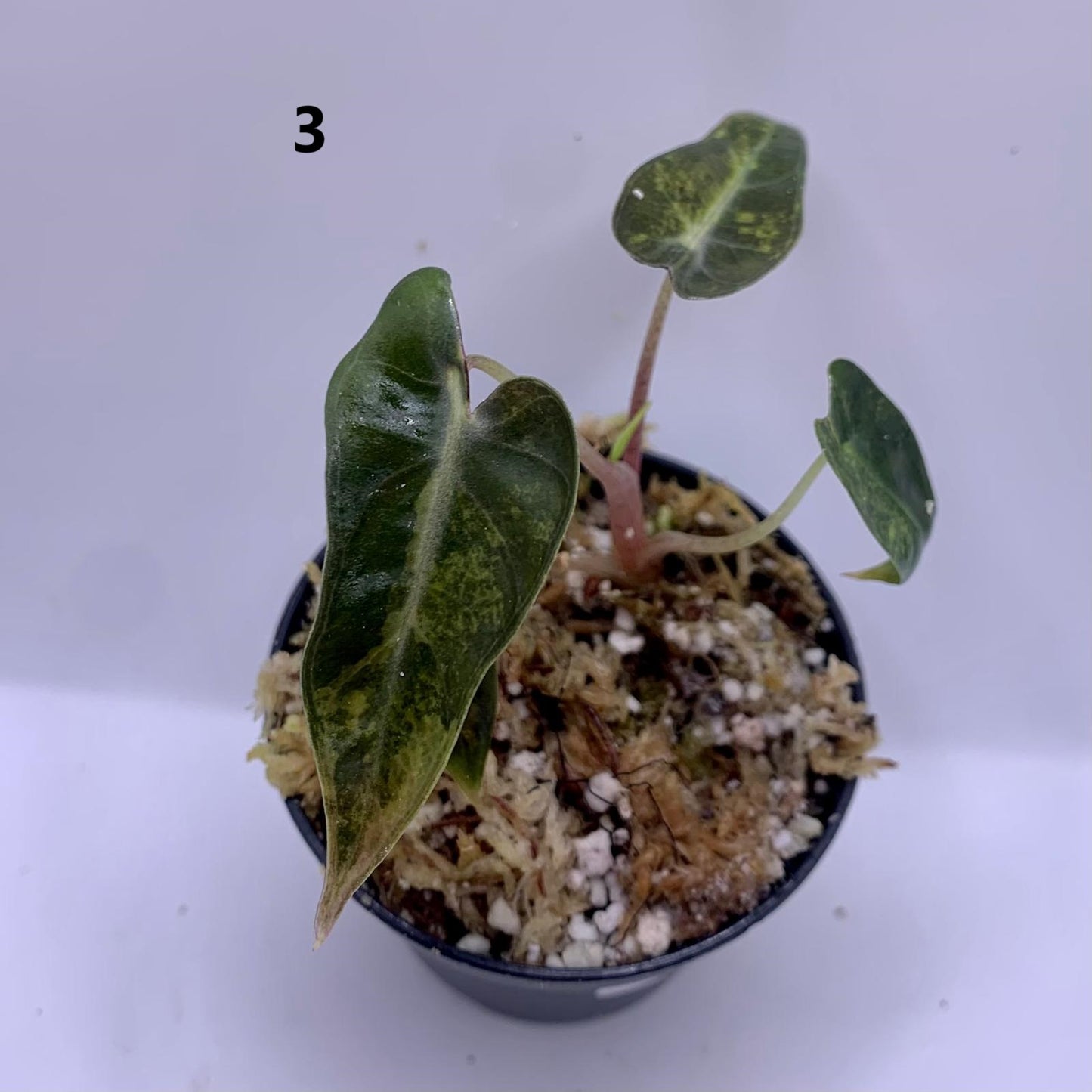 Alocasia Bambino Aurea Variegata