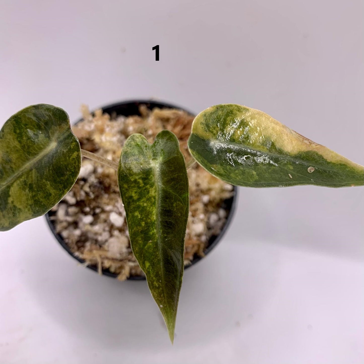 Alocasia Bambino Aurea Variegata