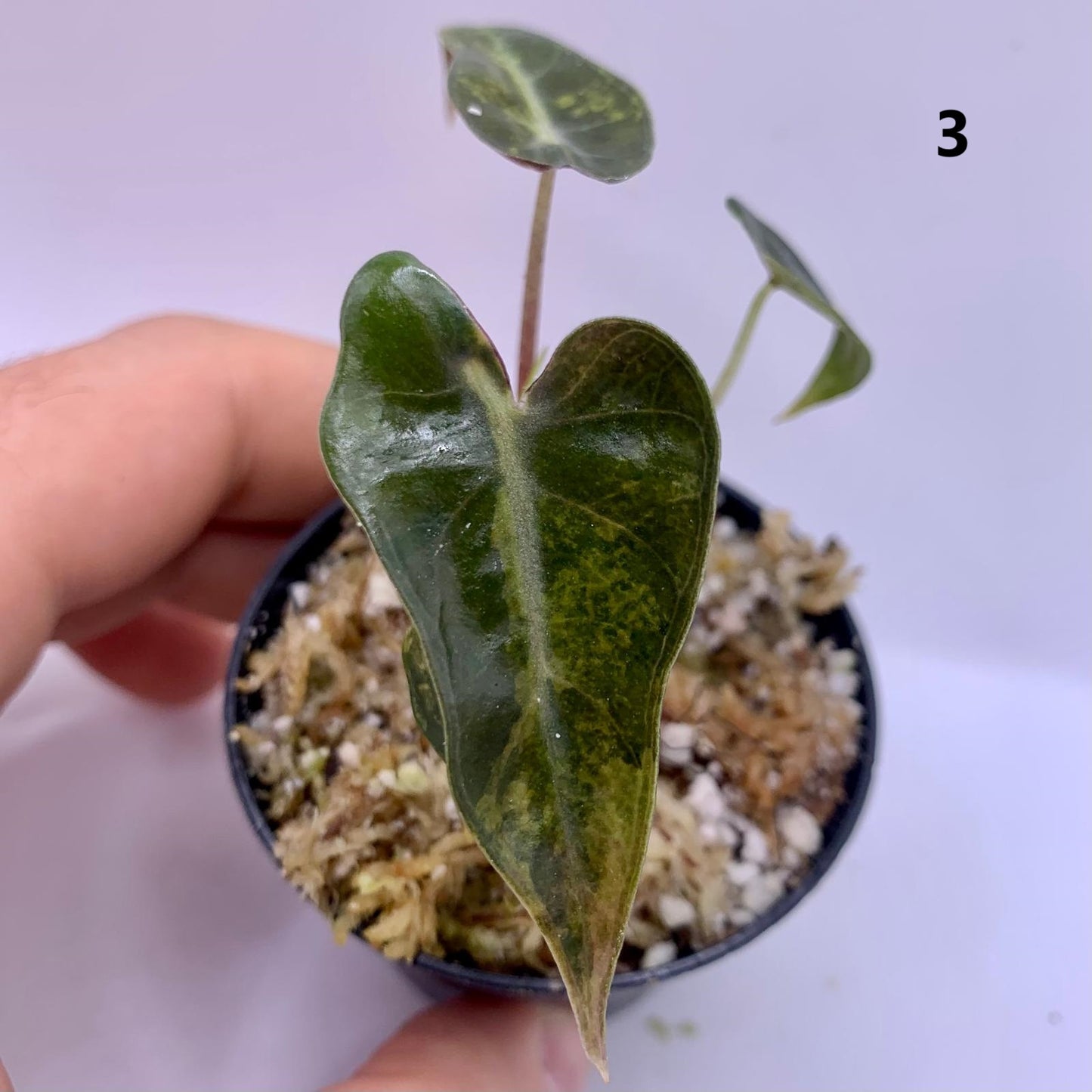 Alocasia Bambino Aurea Variegata