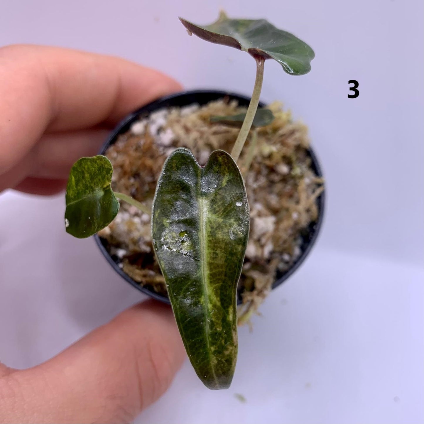 Alocasia Bambino Aurea Variegata