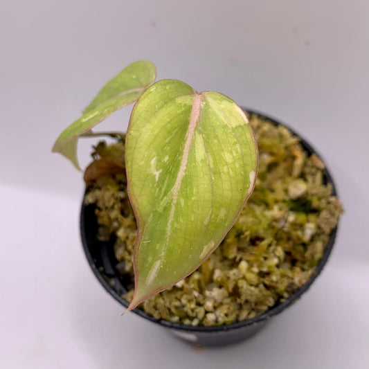 Philodendron Gloriosum Tricolor Variegated