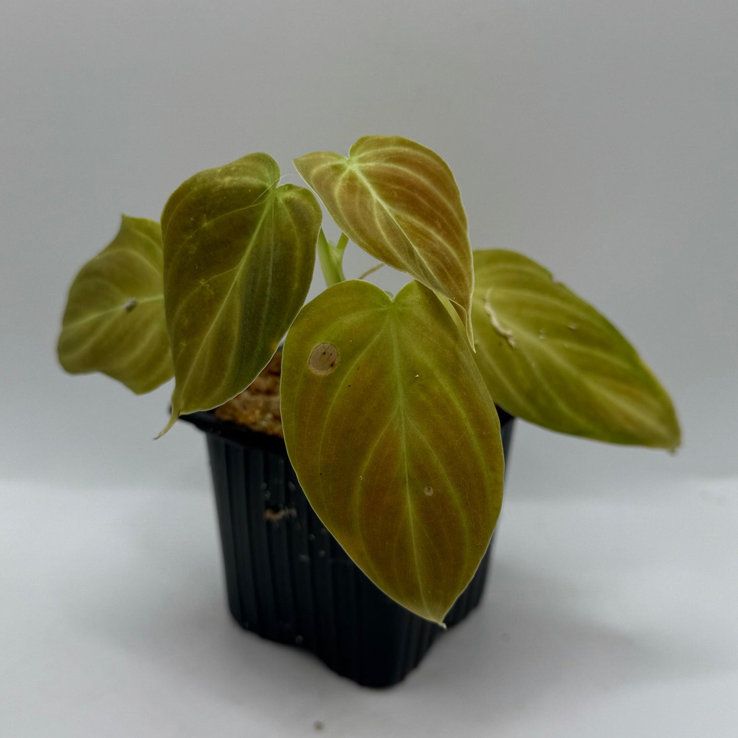 Philodendron Splendid