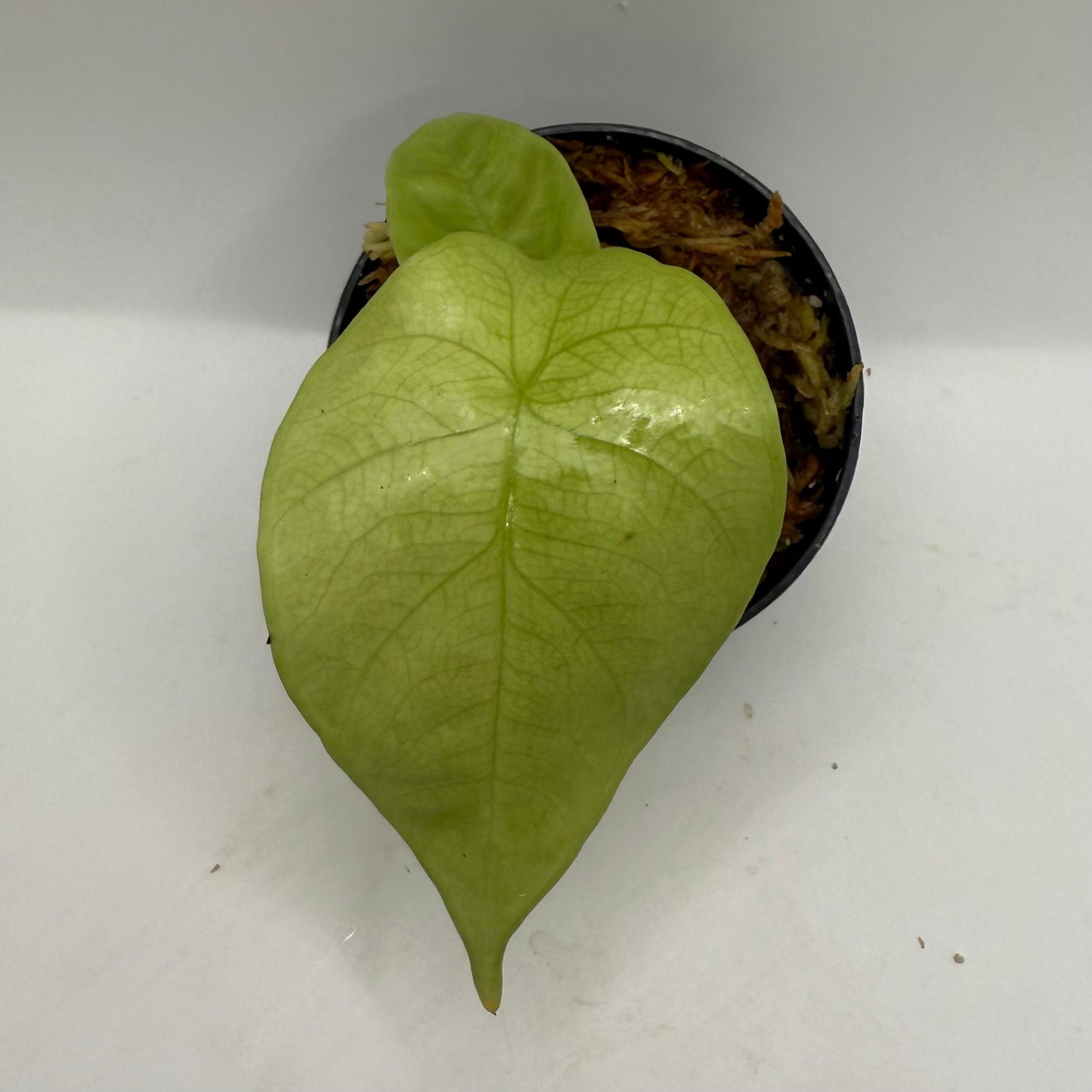 Alocasia Heterophylla 'Corazon'