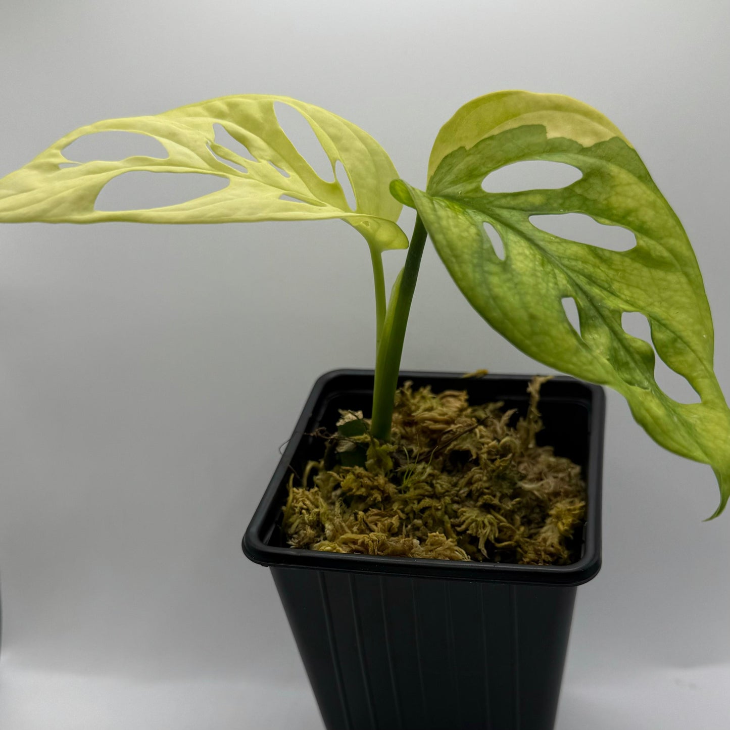 Monstera Adansonii Aurea Variegata