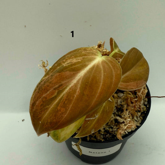 Philodendron Melanochrysum Pink Variegata