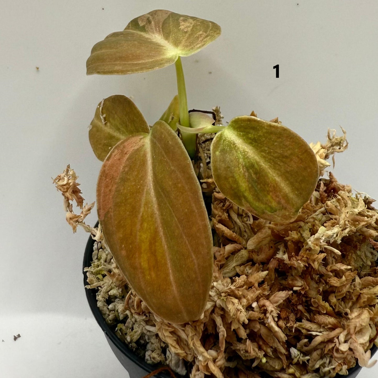 Philodendron Melanochrysum Pink Variegata