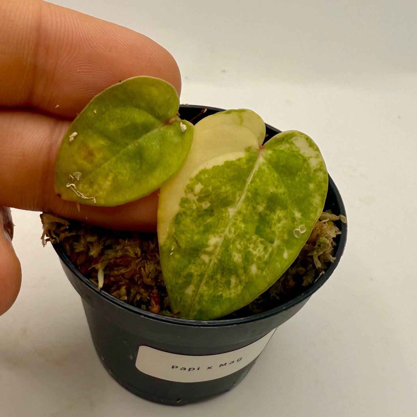 Anthurium Papillilaminum  x  Magnificum Variegata