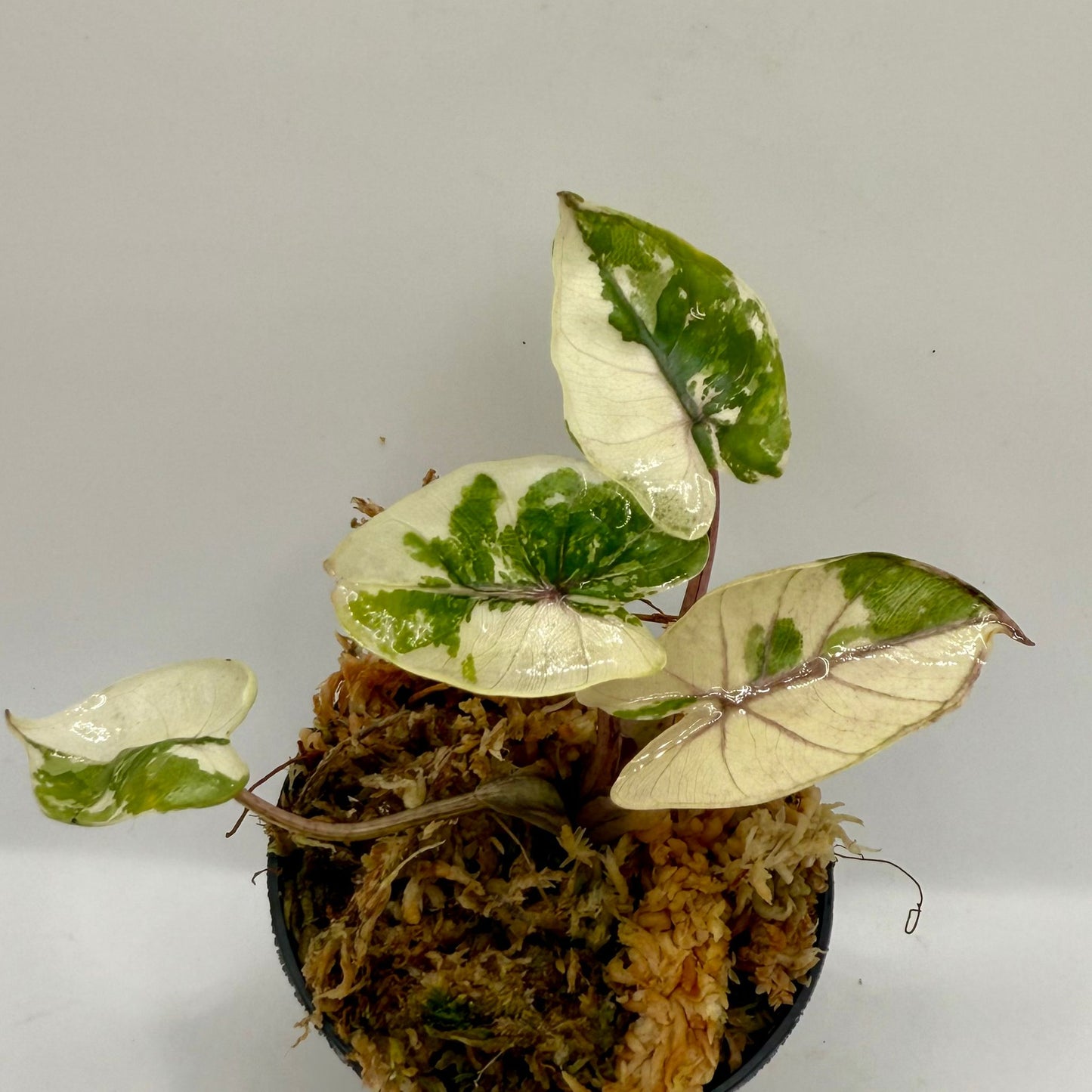 Alocasia Yucatán Princess Albo Variegata