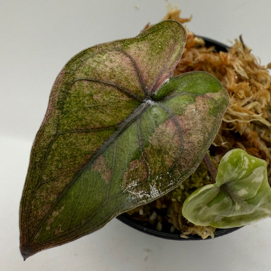 Alocasia Yucatán Princess Pink Variegata