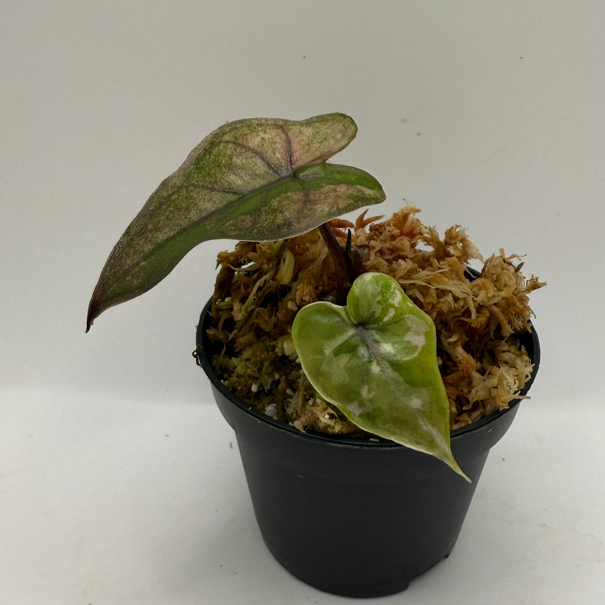 RARE Alocasia Yucatan Princess Variegated in 3 In. Pot - US Seller RARE Alocasia Yucatan Princess Variegated in 3 In. Pot - US Seller