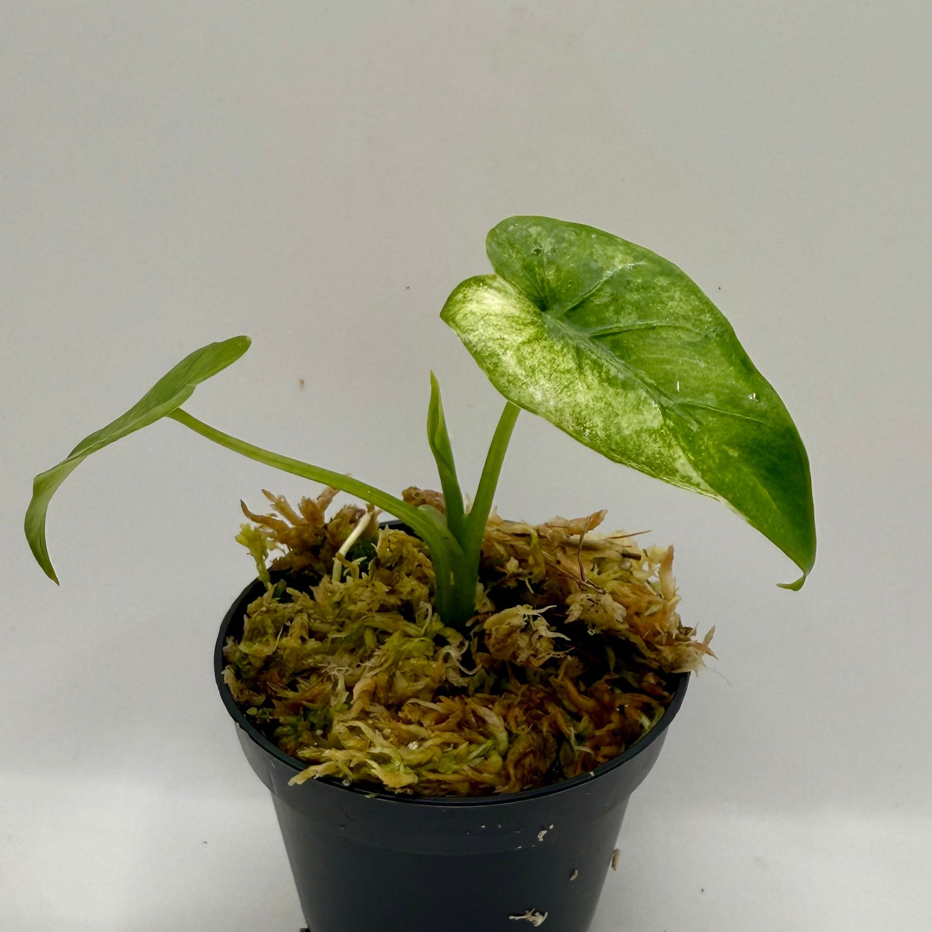 Alocasia Okinawa Silver Albo Variegata – Luna's Plants