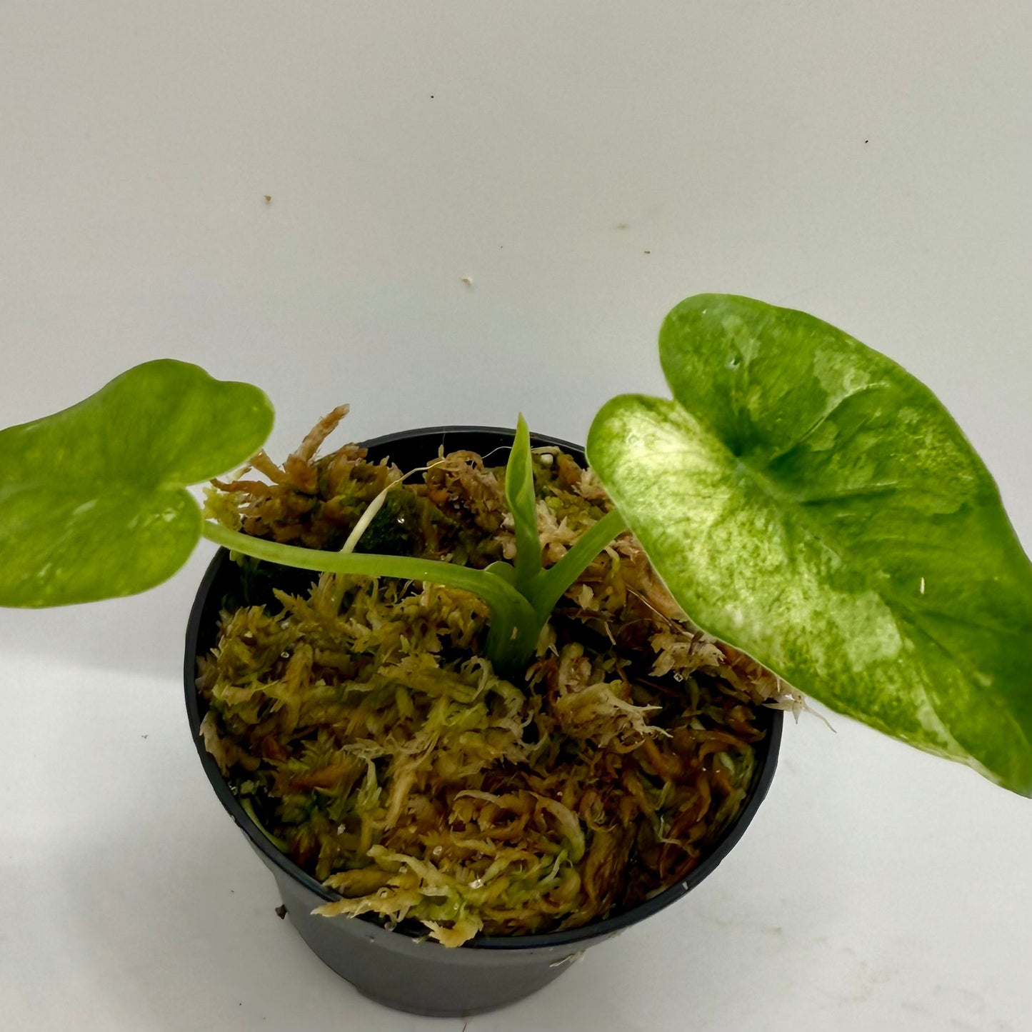 Alocasia Okinawa Silver Albo Variegata