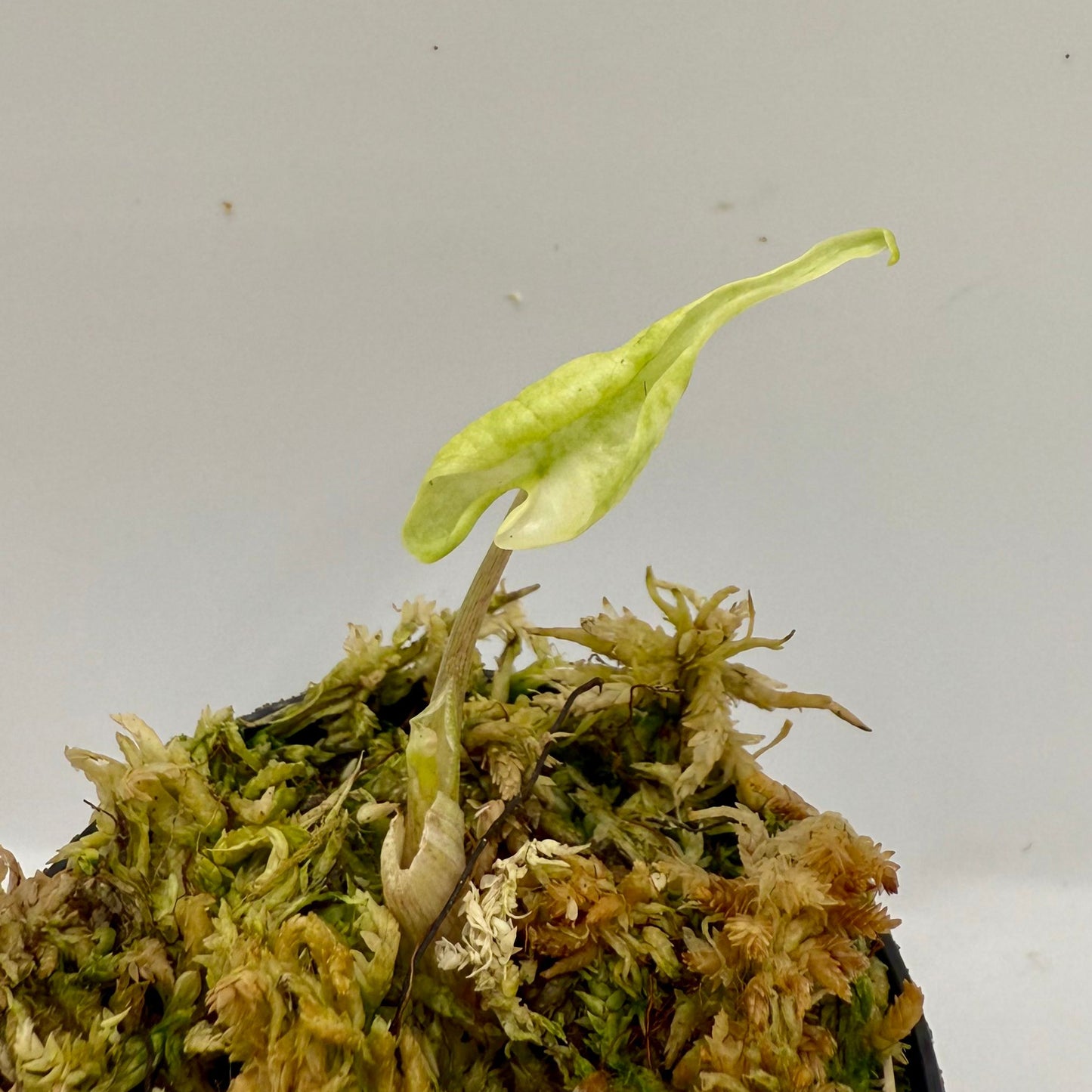 Alocasia Stingray Albo Variegata