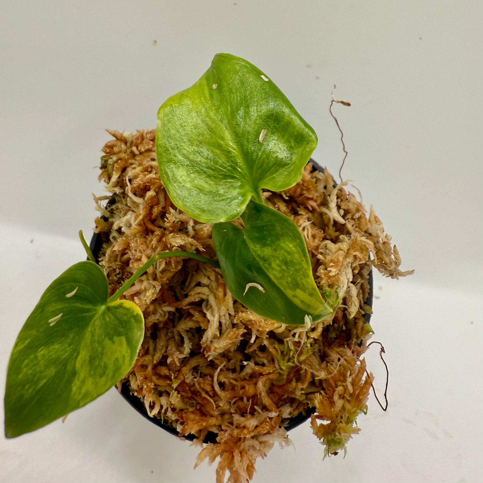 philodendron angela variegated Philodendron Angela (Thaumatophyllum African Fantasy) Aurea Variegated – Luna's Plants