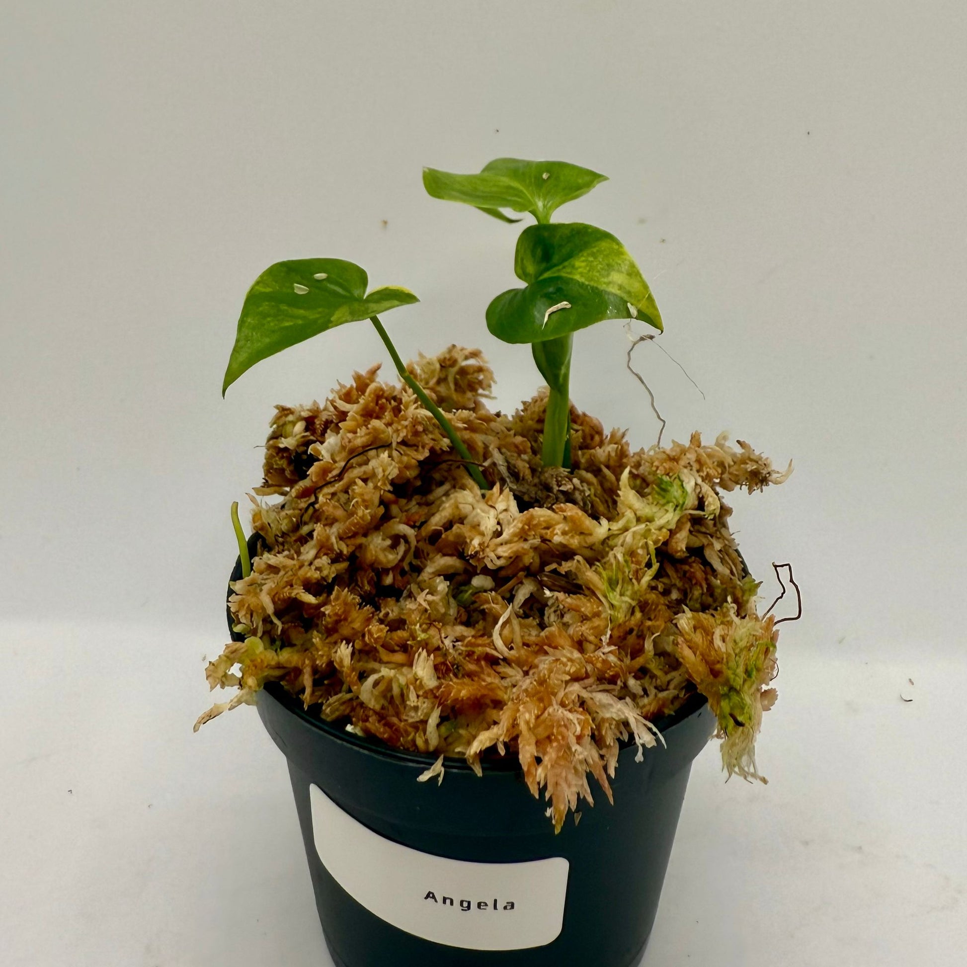 philodendron angela Philodendron Angela (Thaumatophyllum African Fantasy) Aurea Variegated – Luna's Plants