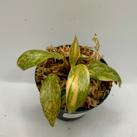 Philodendron Orange Princess Variegated