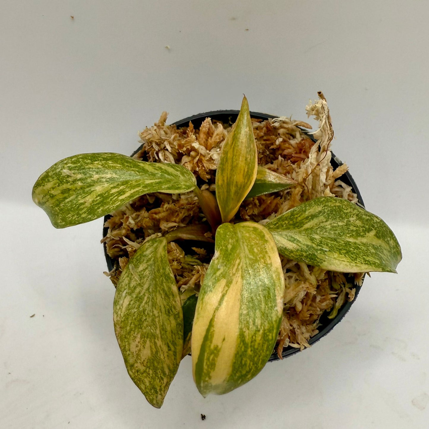 Philodendron Orange Princess Variegated