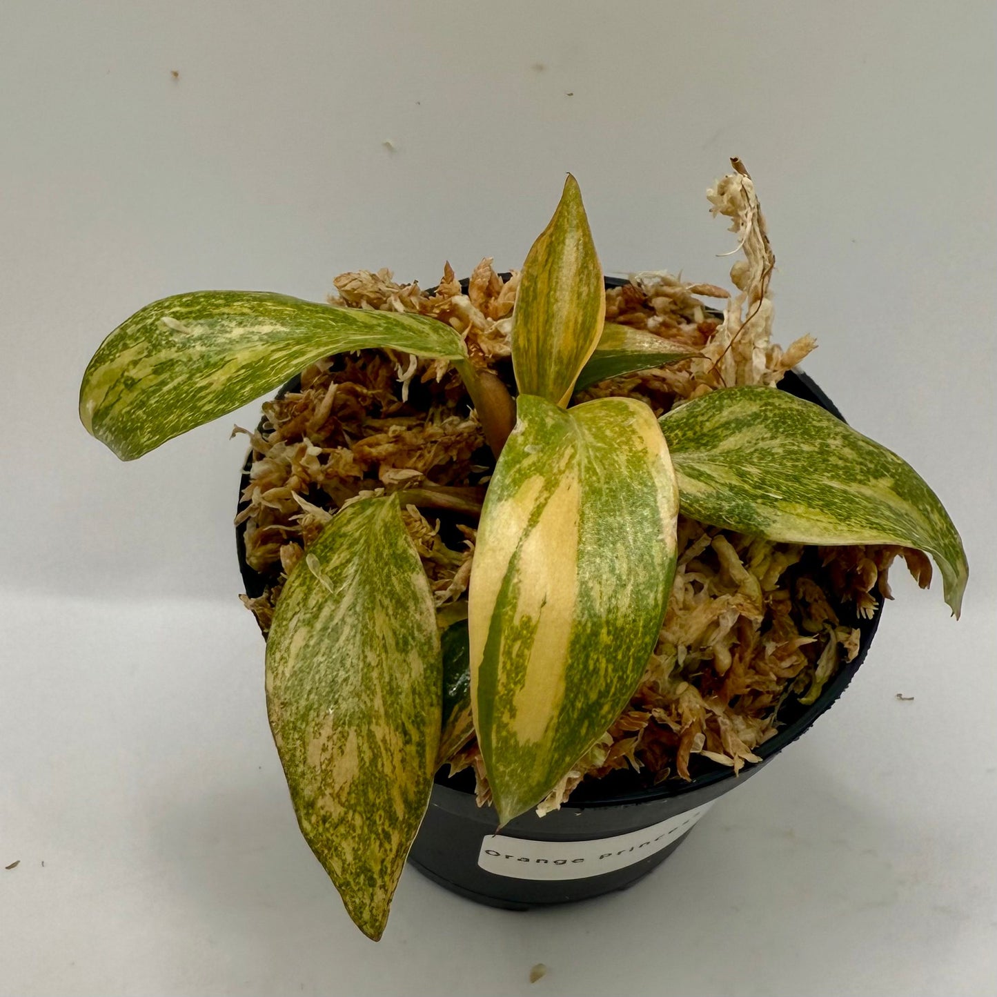 Philodendron Orange Princess Variegated