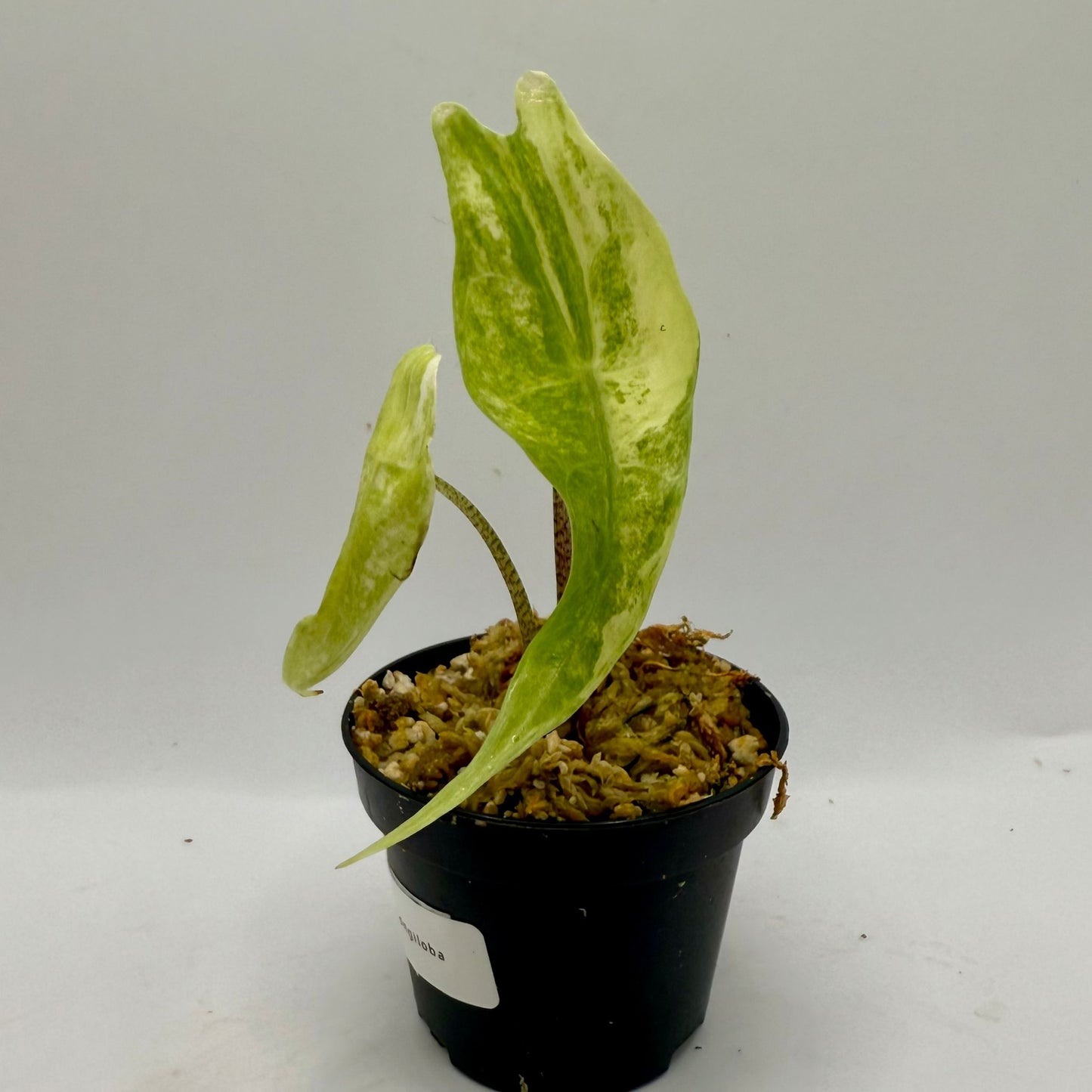 Alocasia Longiloba Albo Variegata