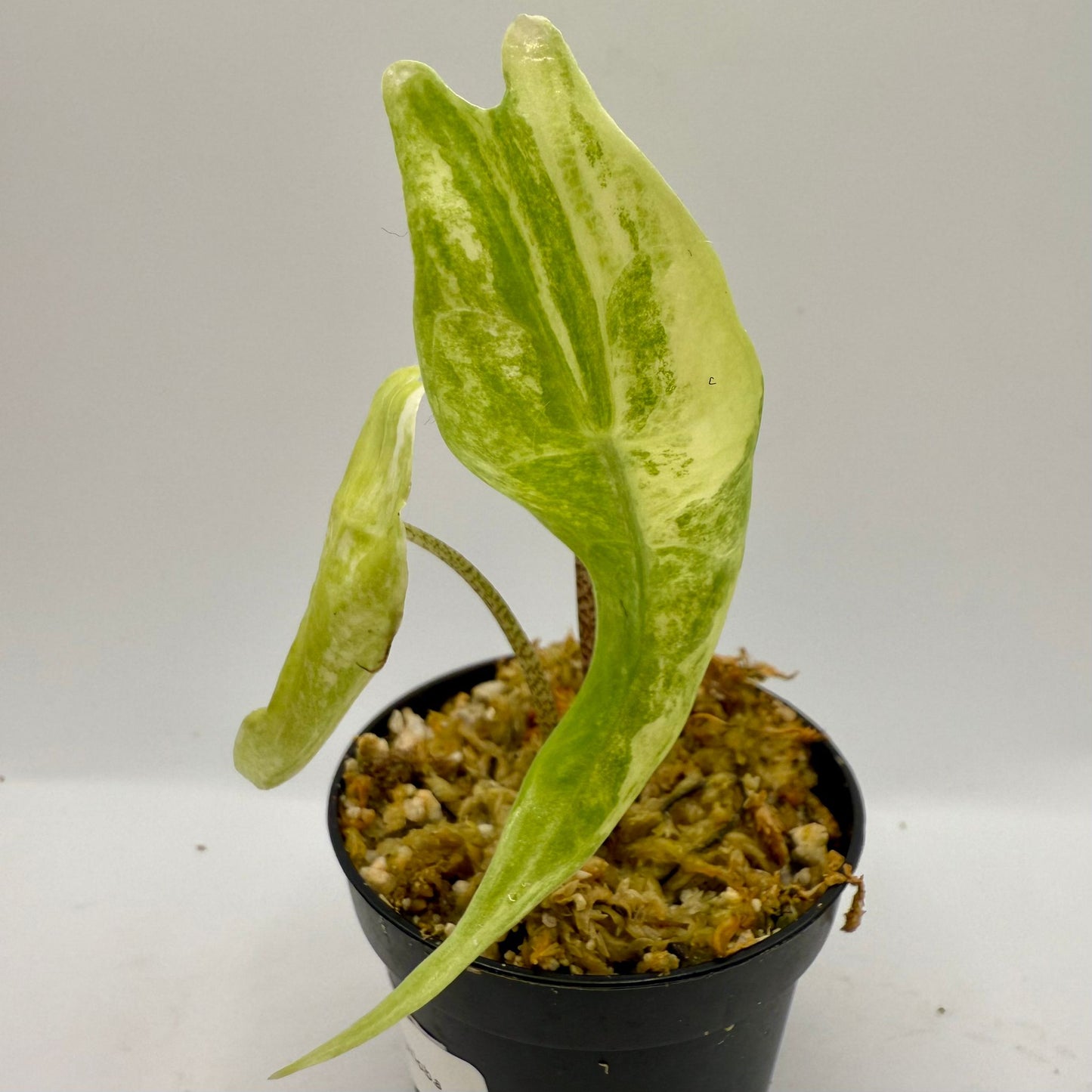 Alocasia Longiloba Albo Variegata