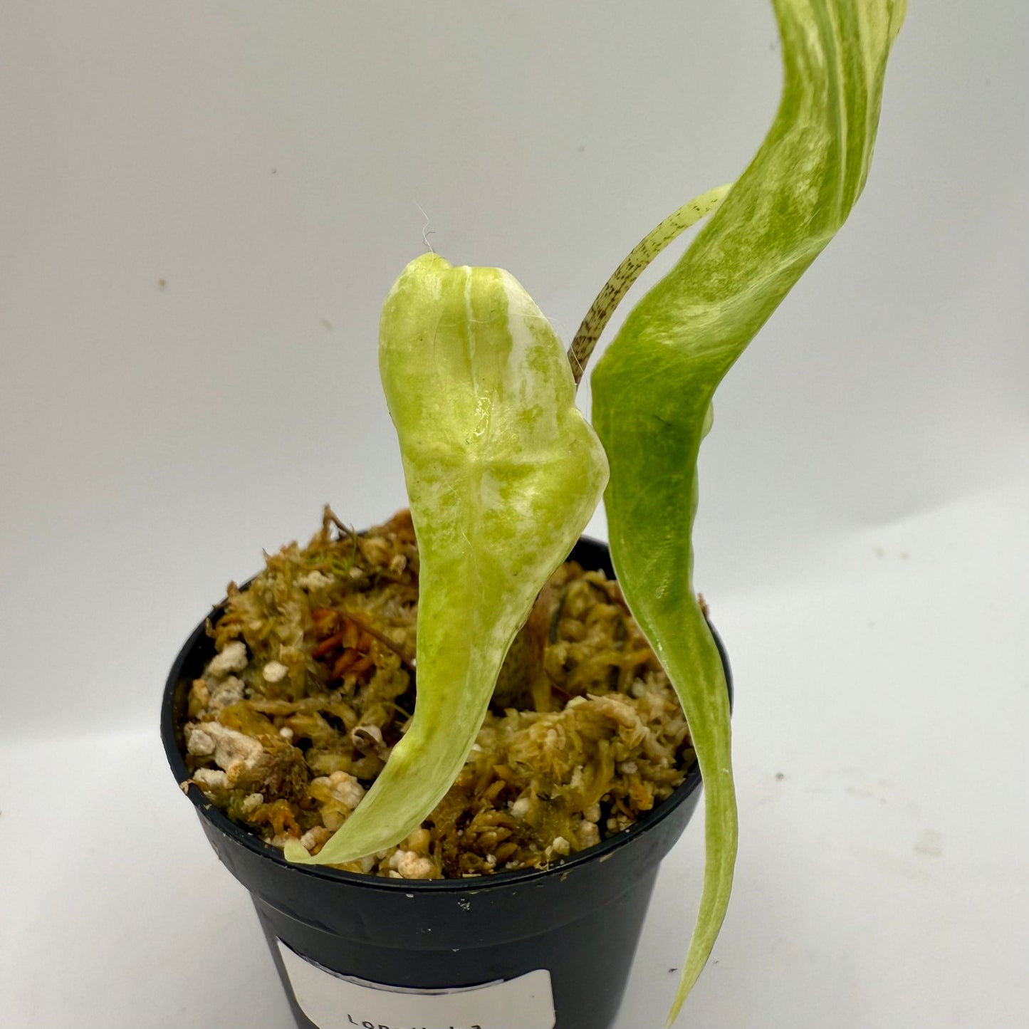 Alocasia Longiloba Albo Variegata