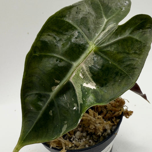 Alocasia Polly Pink Variegated - Sectoral