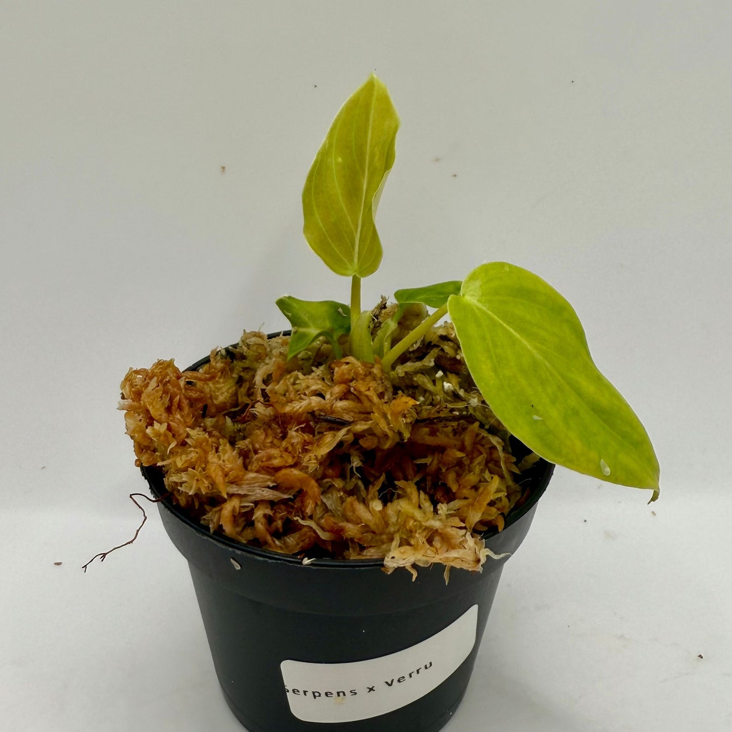 Philodendron Serpens x Verrucosum