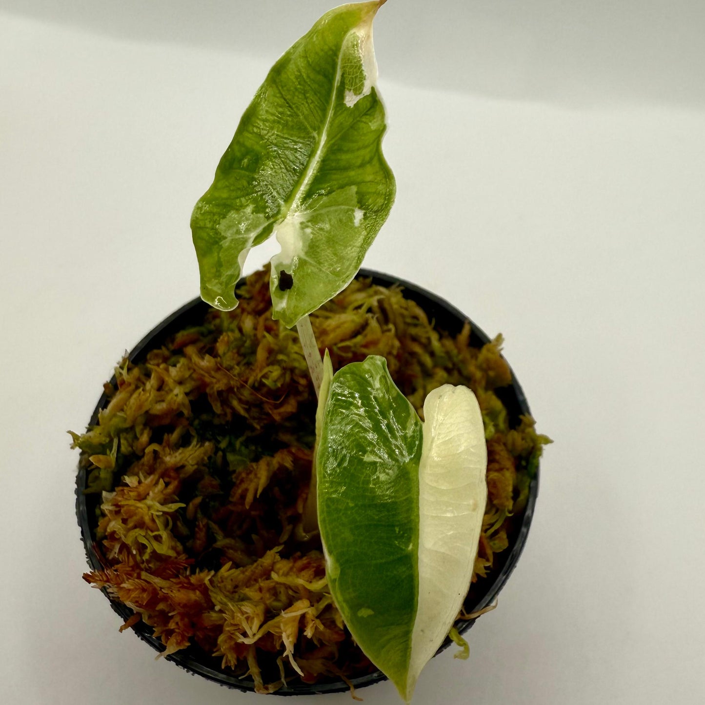 Alocasia Sarian Albo Variegata Luna s Plants alocasia-sarian-albo-variegata-luna-s-plants