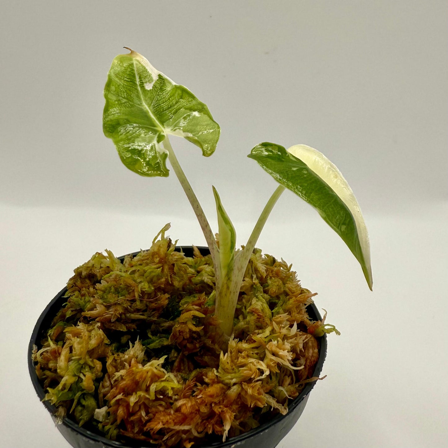 Alocasia Sarian Albo Variegata Luna s Plants alocasia-sarian-albo-variegata-luna-s-plants
